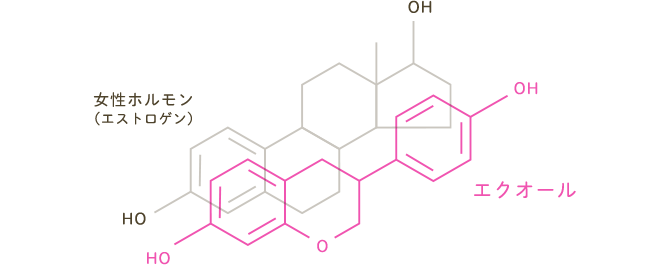 エクオールの化学式　エストロゲンとの比較